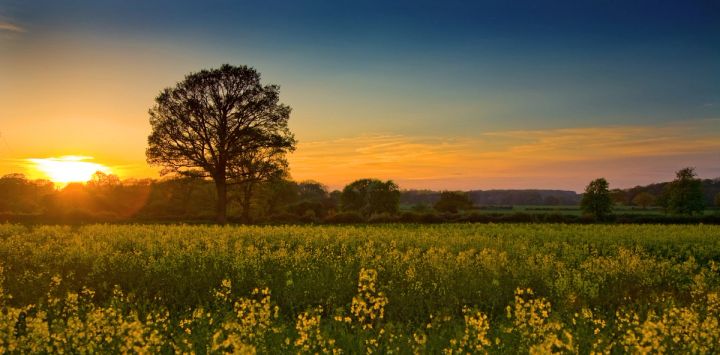 Rapeseed Sunset