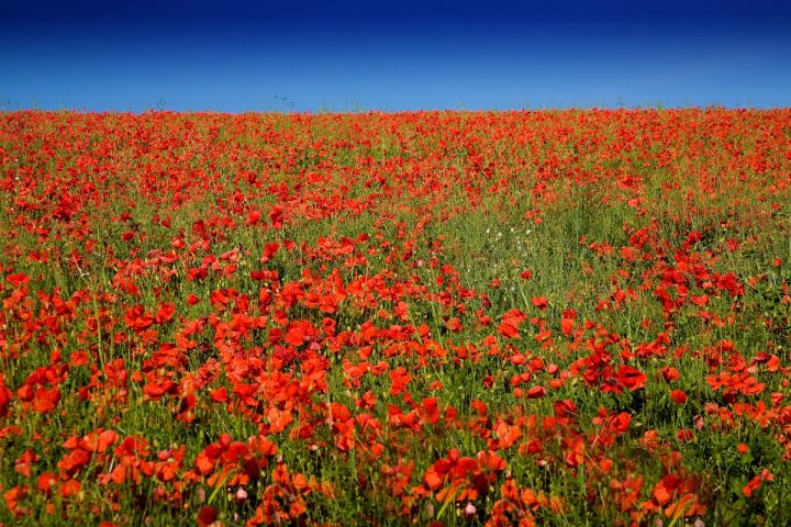 Poppy Meadow