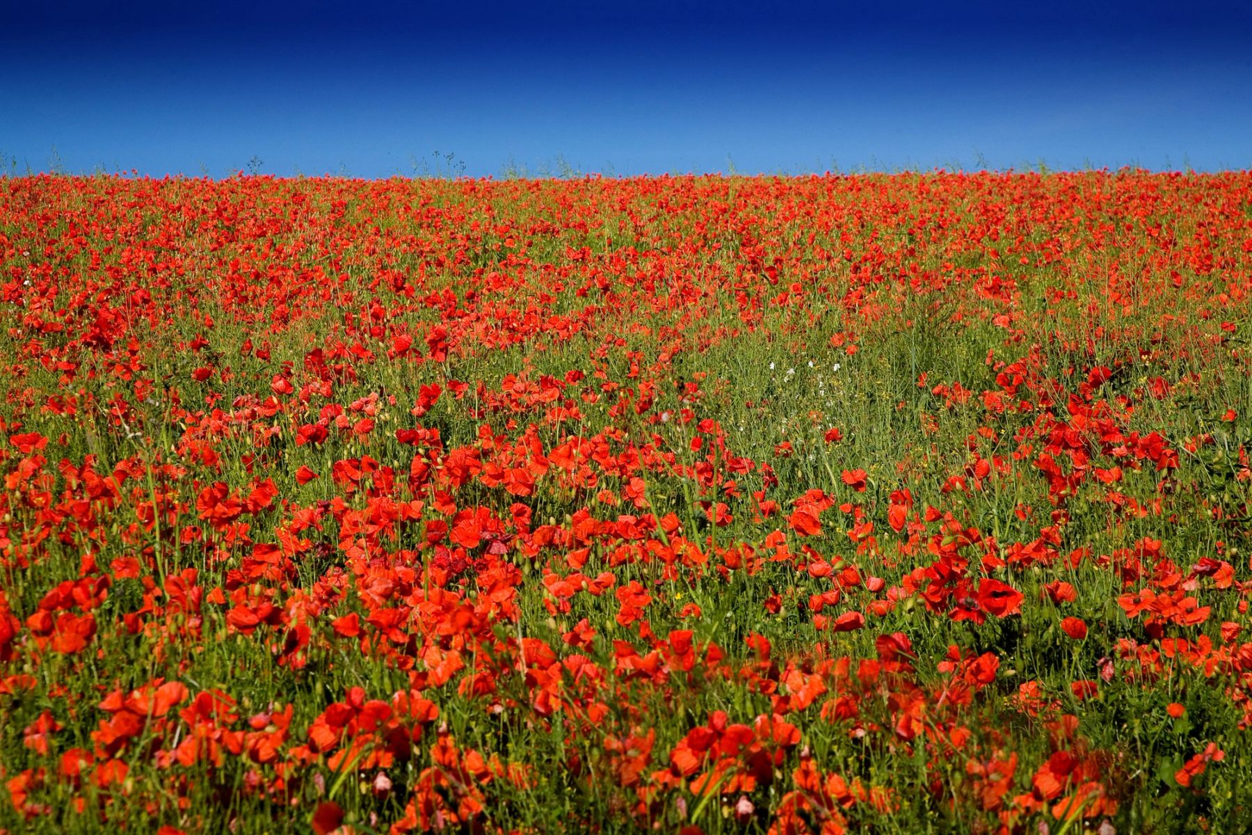 Poppy Meadow, Sussex