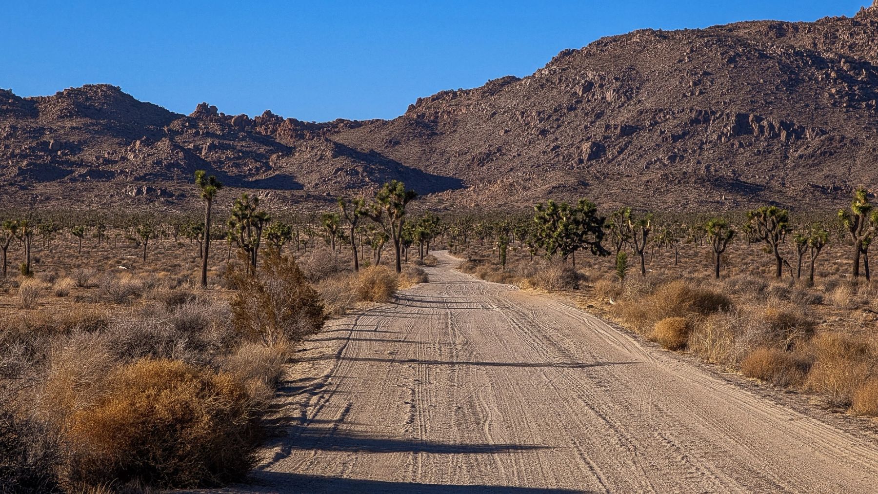 The Dirt Road, Joshua Tree, California