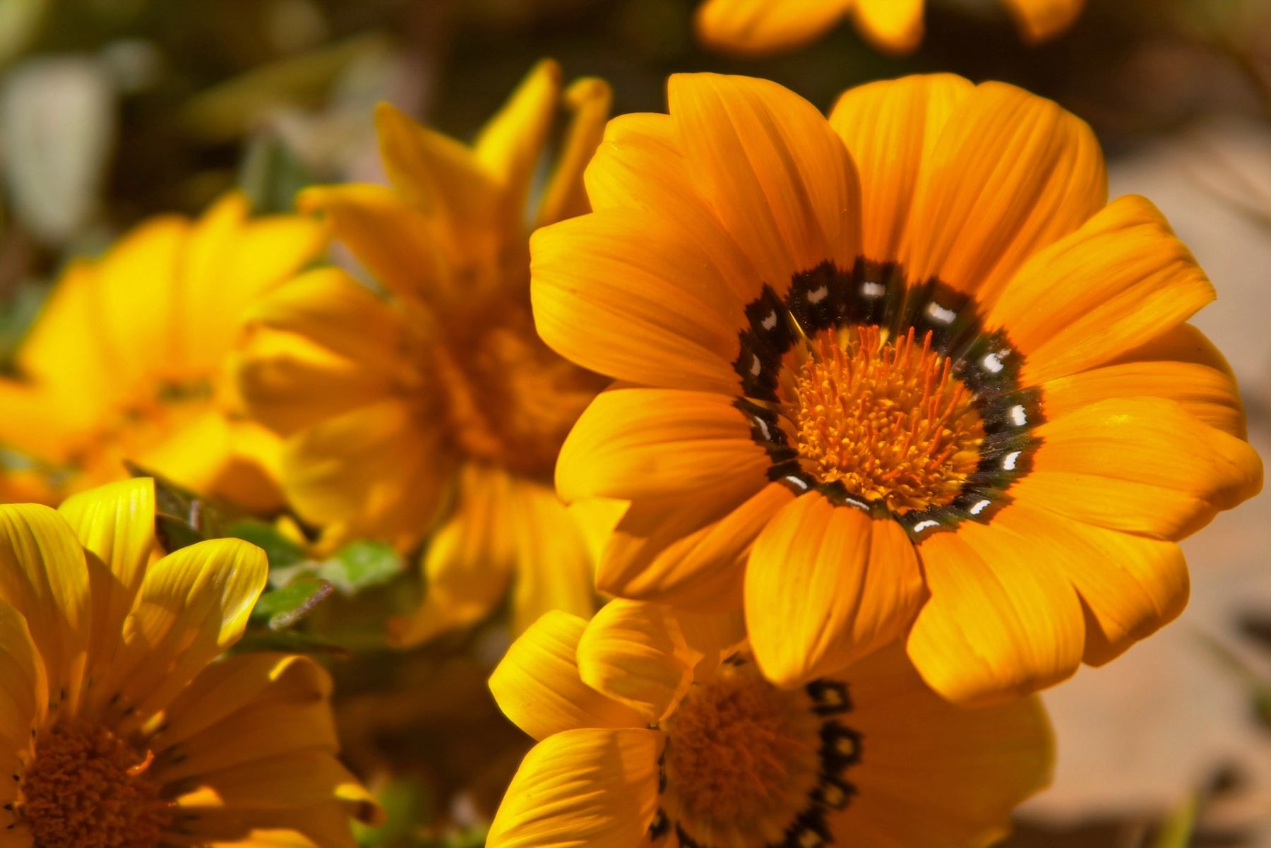 Golden Gazanias, Menorca