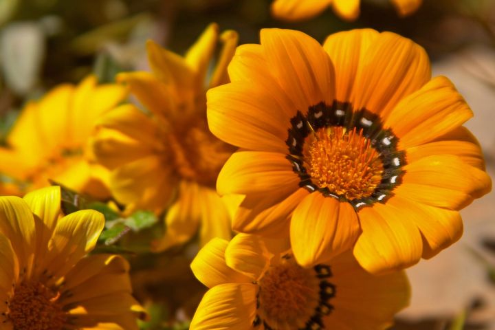 Golden Gazanias