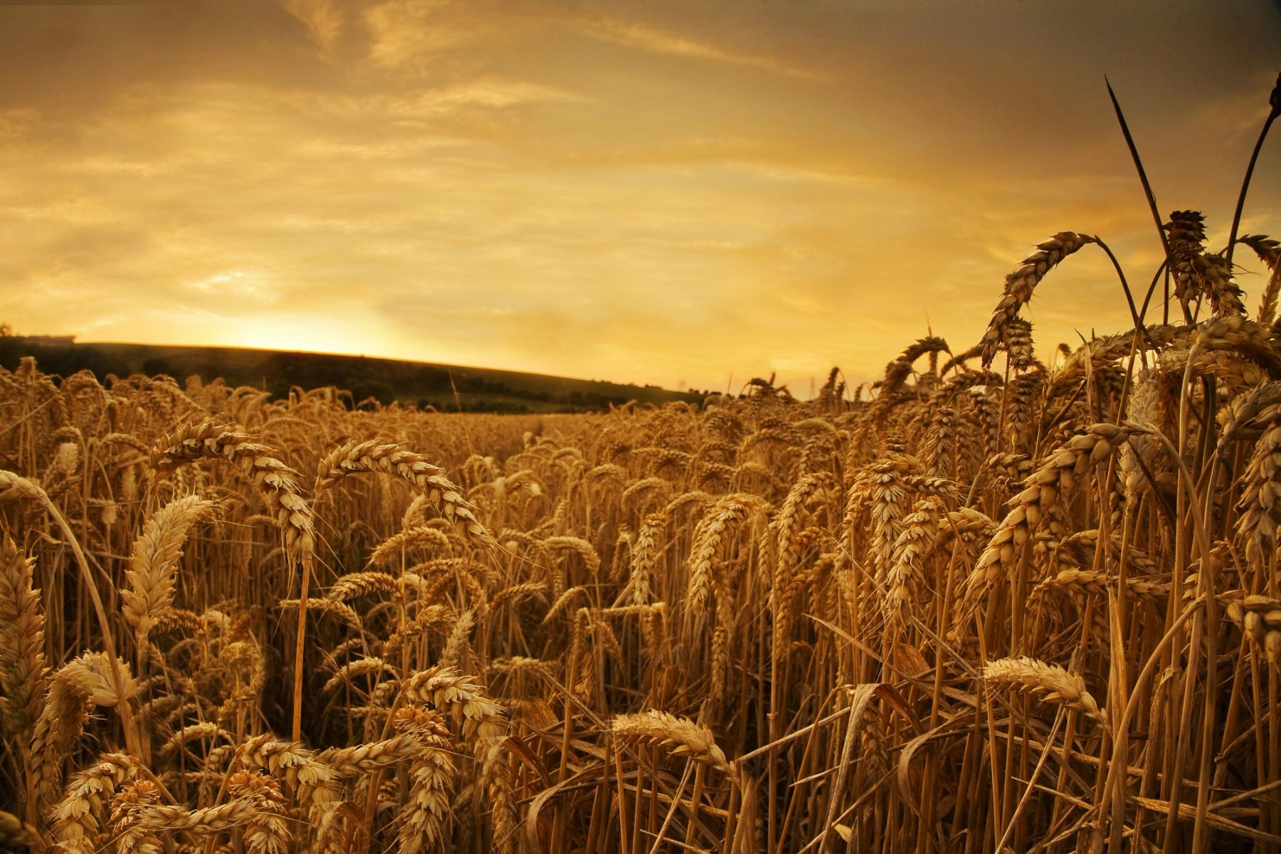 Wheat in the Evening Glow, Sussex
