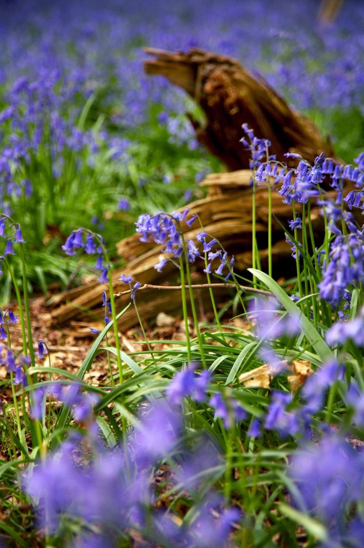 Bluebells and Driftwood