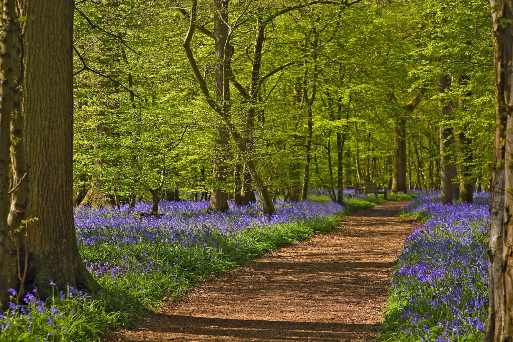 The Woodland Path, Sussex