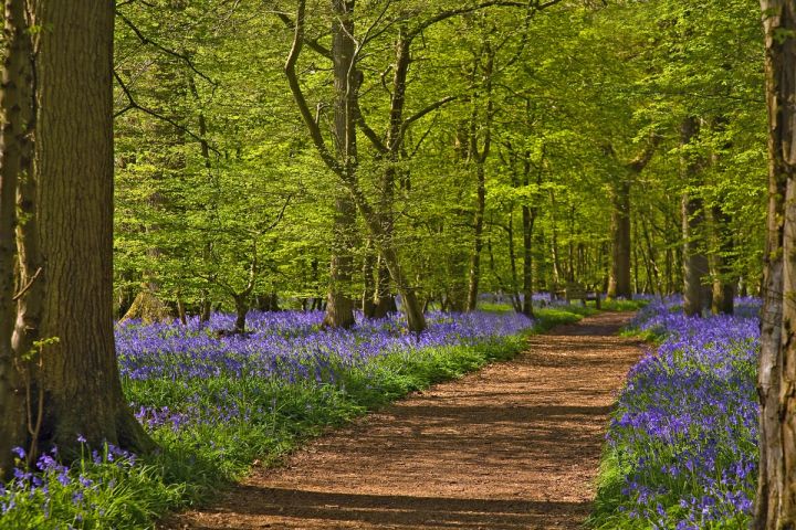 The Woodland Path
