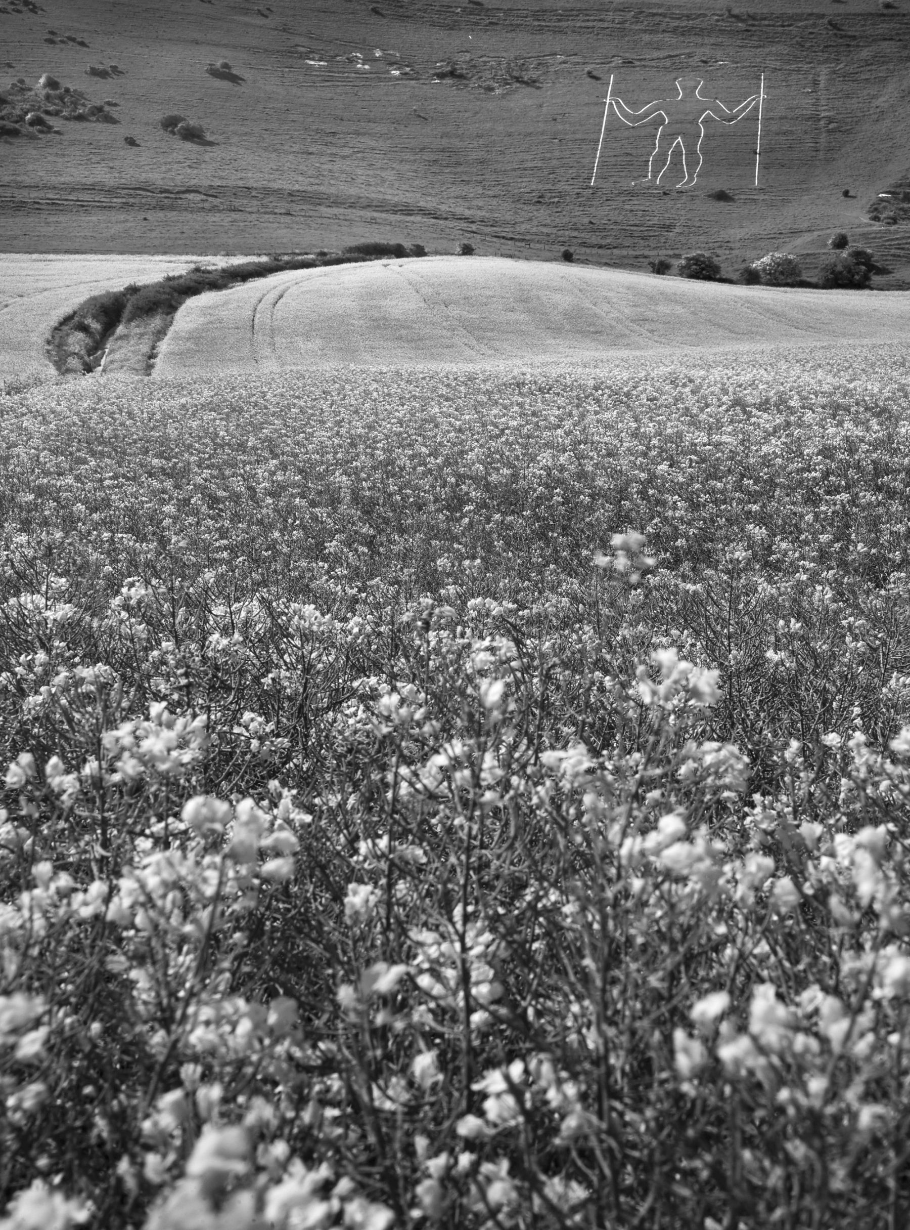 The Long Man in Mono, Wilmington