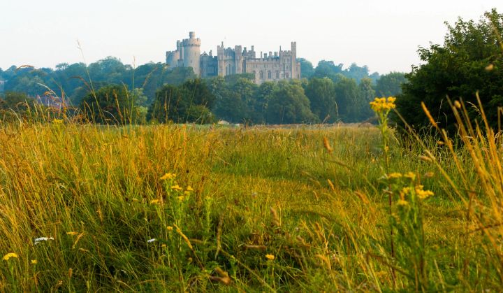 Wildflowers and Castle