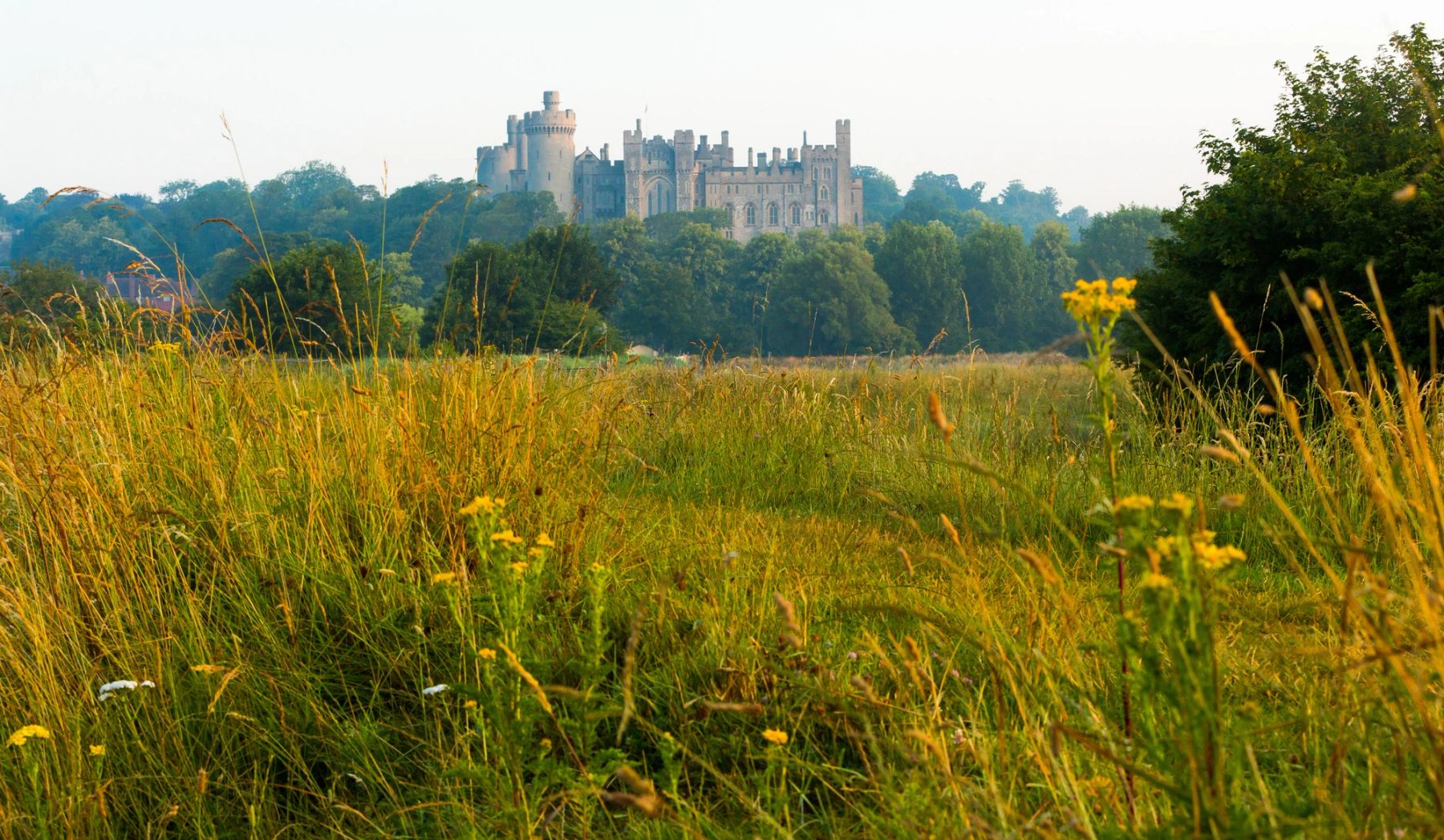 Wildflowers and Castle, Arundel