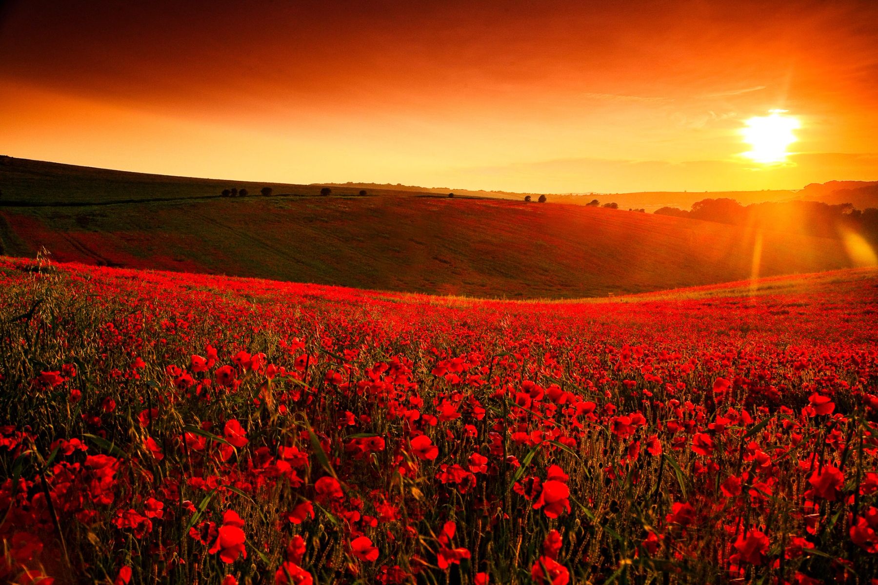 Golden Hour Poppies, Falmer