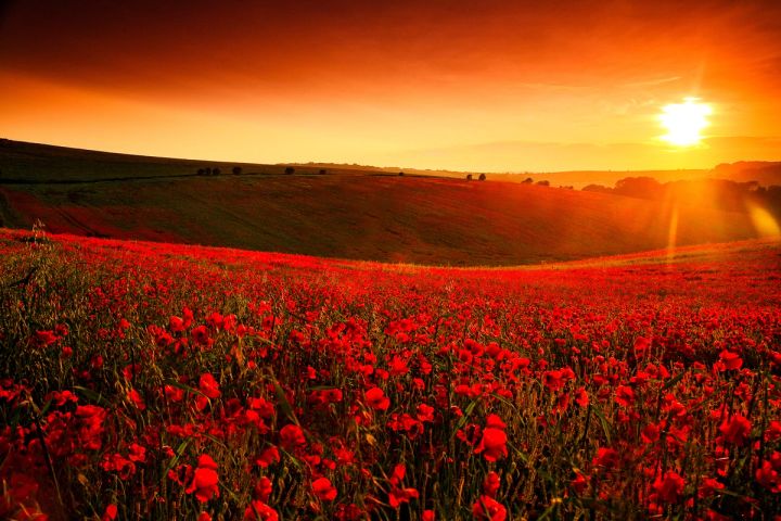 Golden Hour Poppies