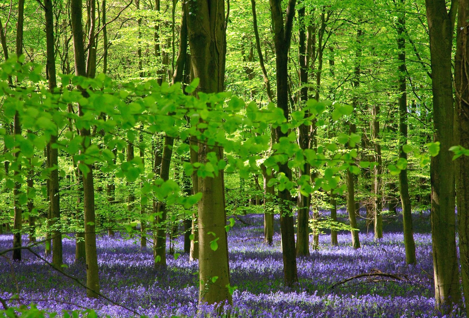 Beech Leaves and Bluebells, Sussex