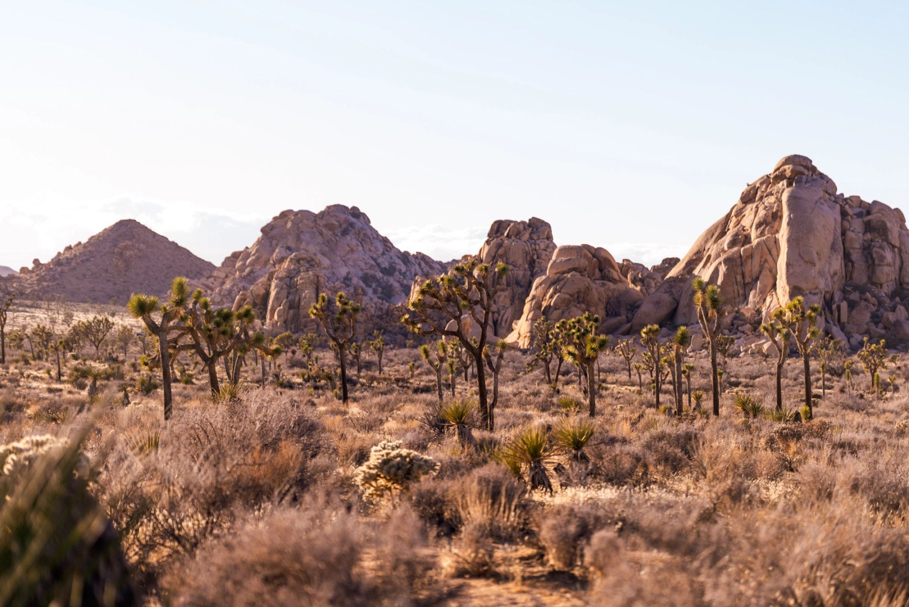 The Joshua Tree Forest, Joshua Tree, California