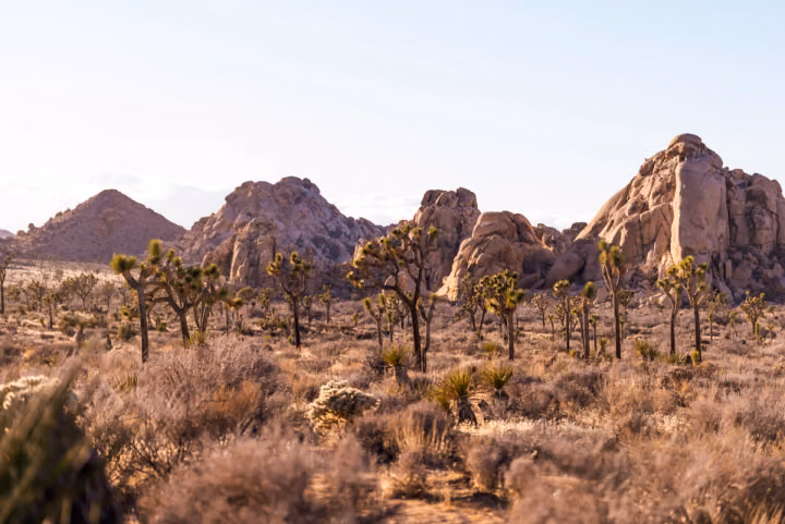 The Joshua Tree Forest