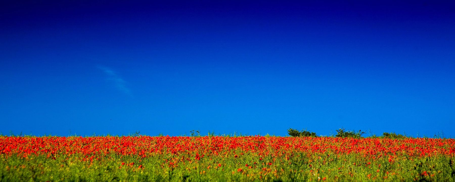 Poppy Horizon, Sussex