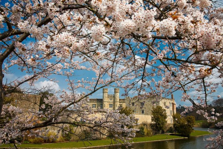 Cherry Blossom Castle