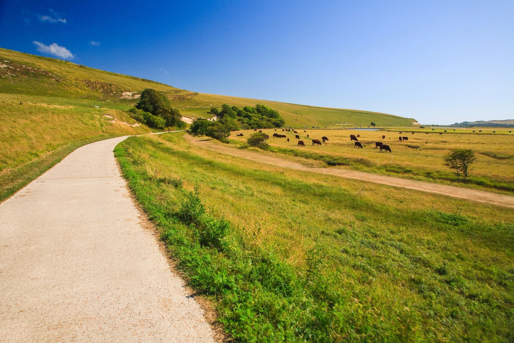 Cattle by the Valley Path, Cuckmere Haven