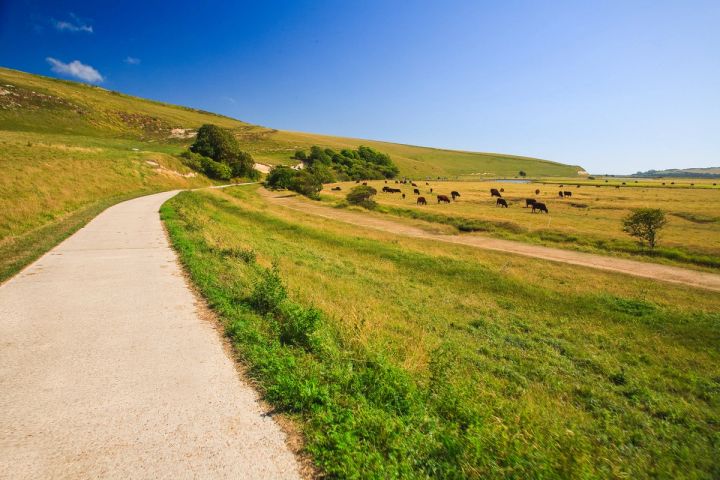 Cattle by the Valley Path