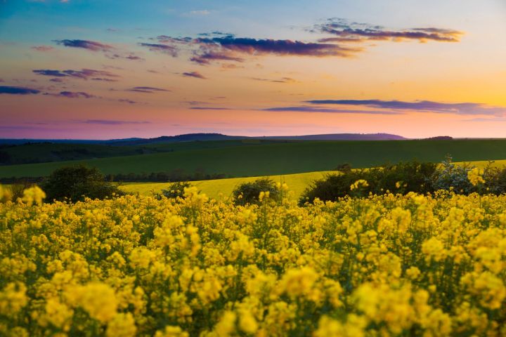Evening over the Rapeseed