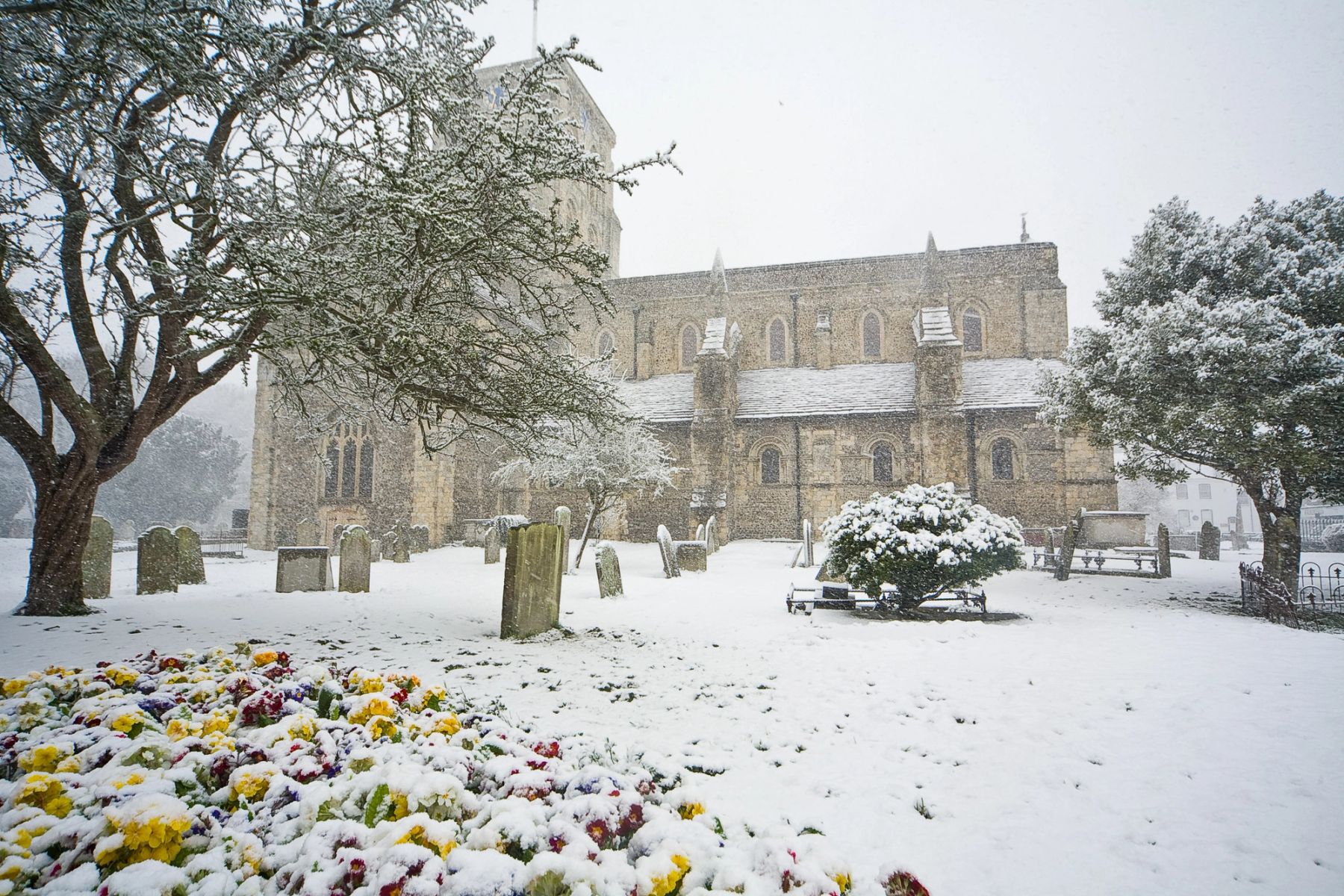 Pansies in the Snow, Shoreham-by-Sea