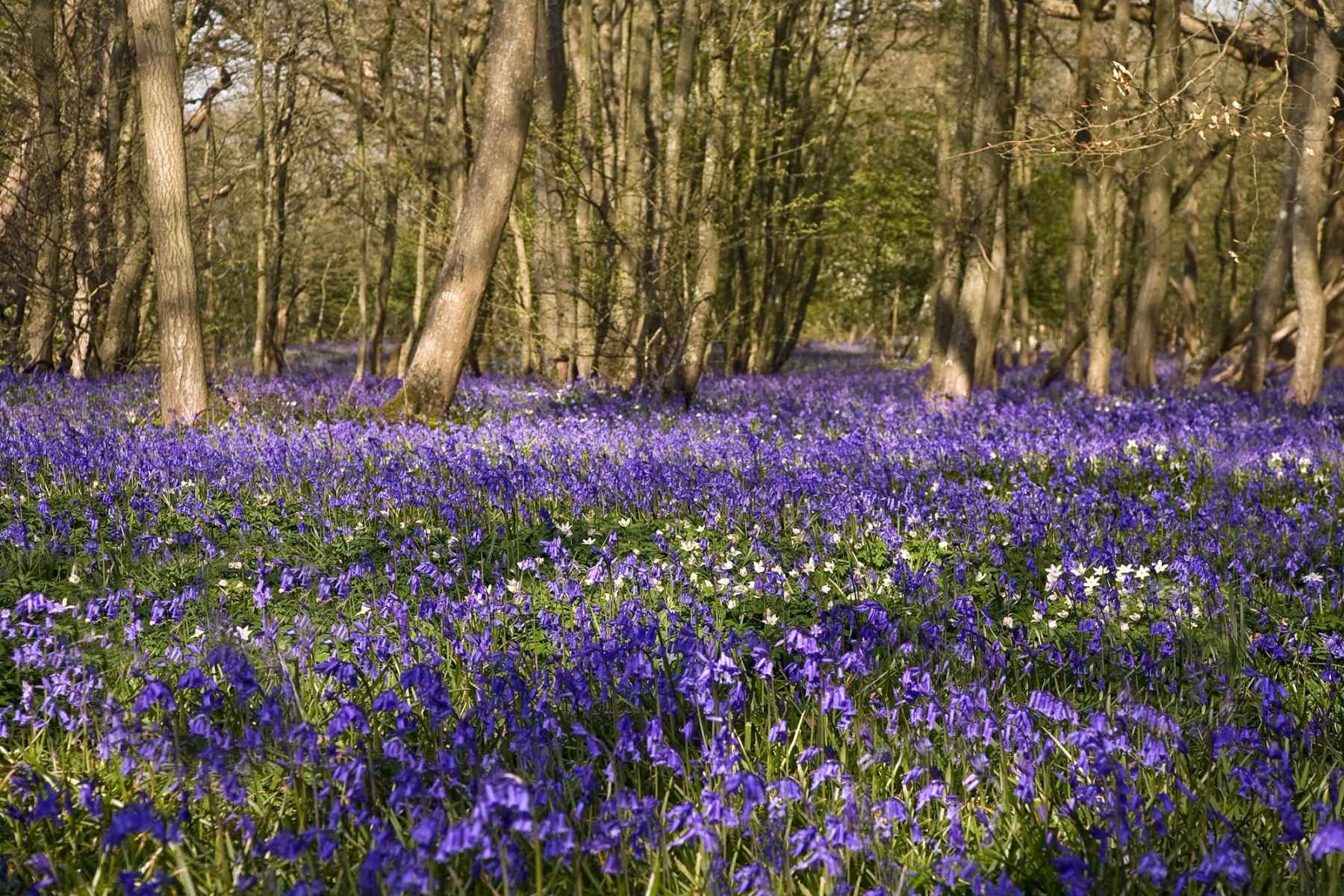 Bluebells and Wood Anemones, Sussex