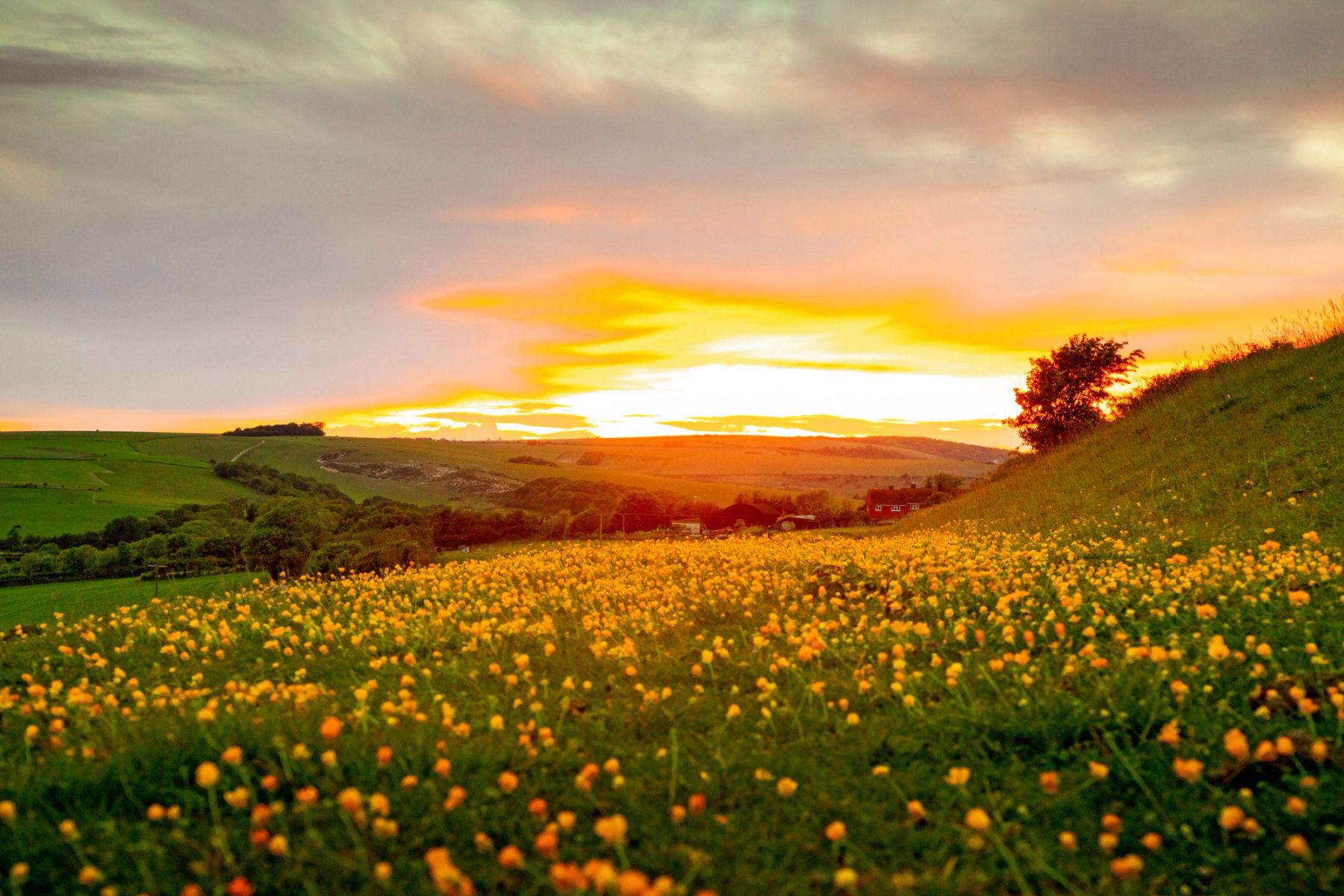 Buttercup Sunset, South Downs