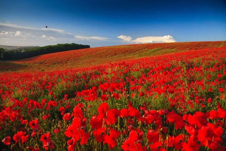 Poppy Hillside