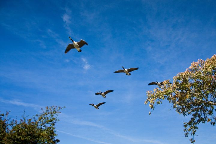 Geese in Flight