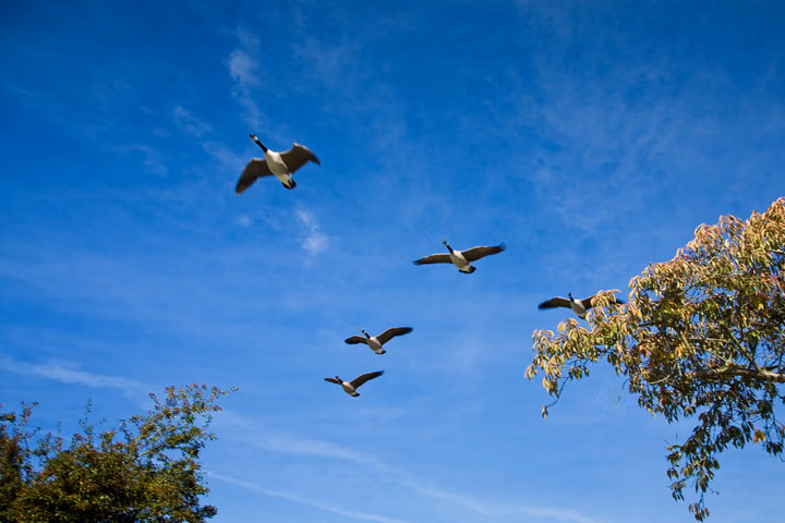 Geese in Flight