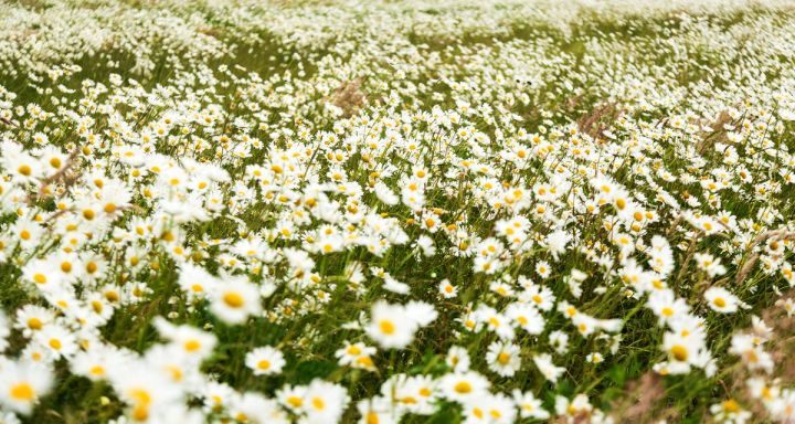 Field of Daisies