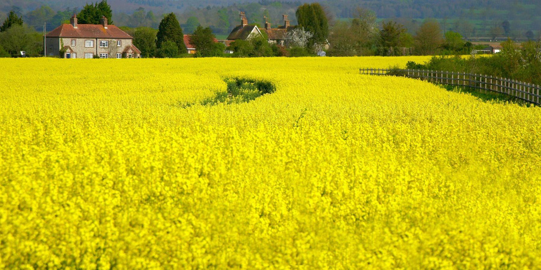 Rapeseed Village, South Downs