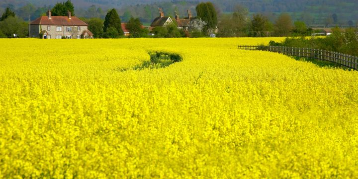 Rapeseed Village