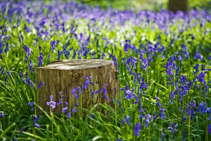 The Tree Stump
