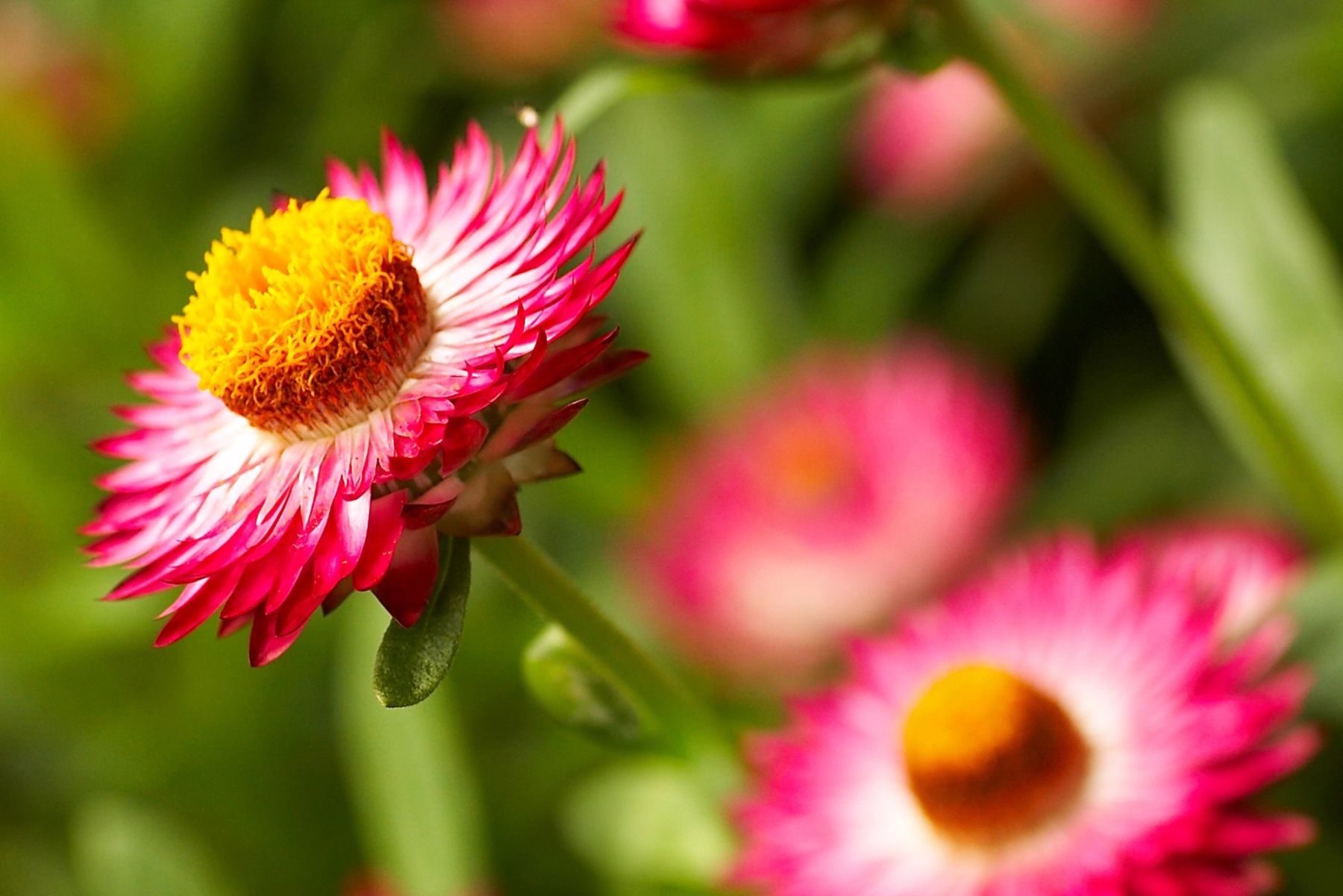 Strawflowers,