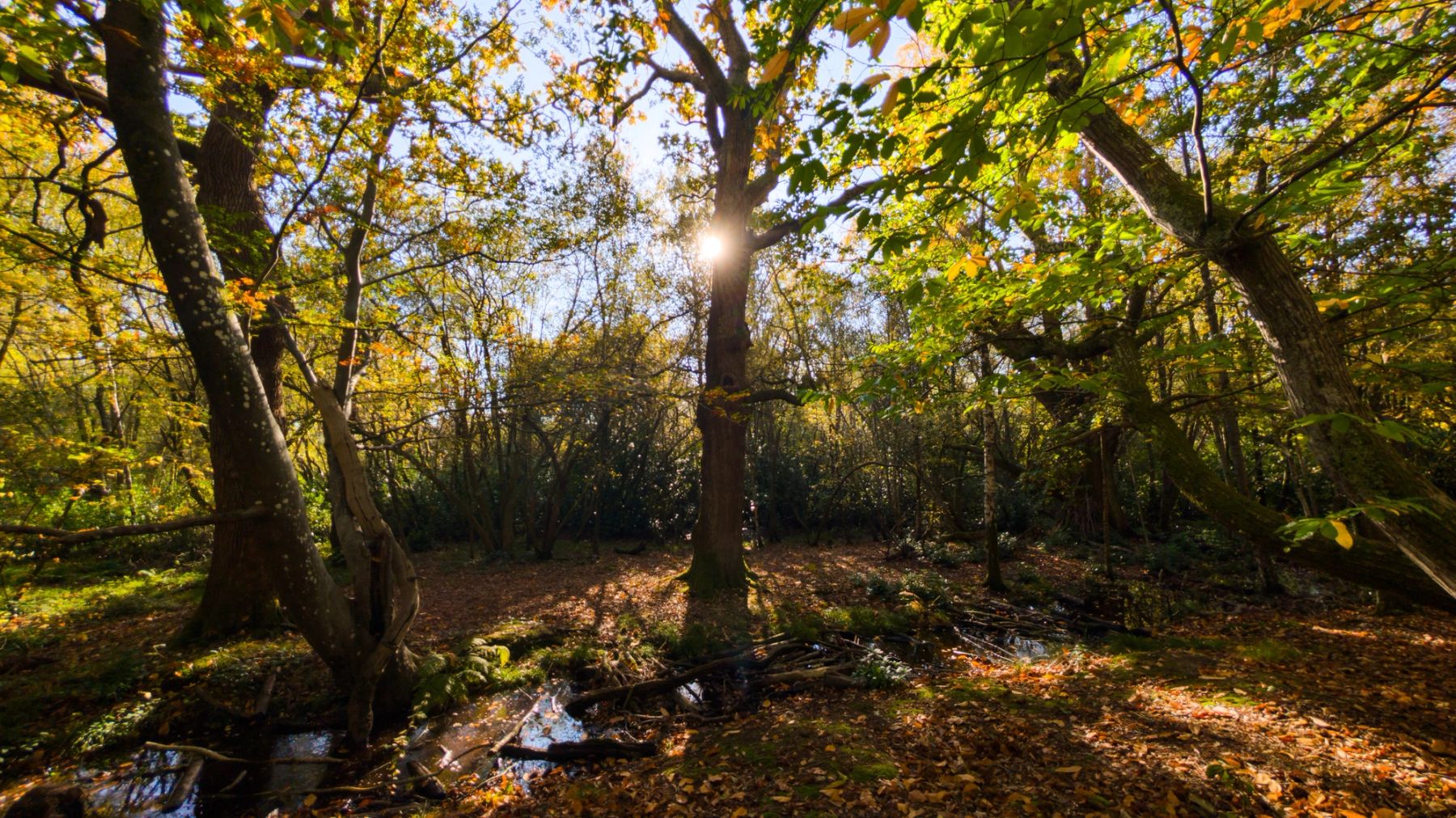 Autumn Sun in Sandgate Park, Sandgate Park, Storrington