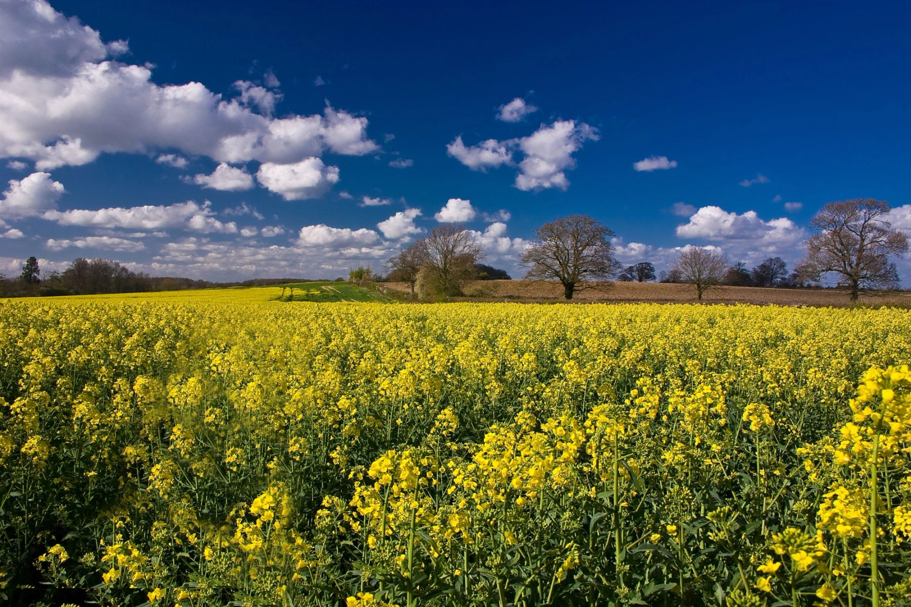 Rapeseed under Summer Clouds, South Downs