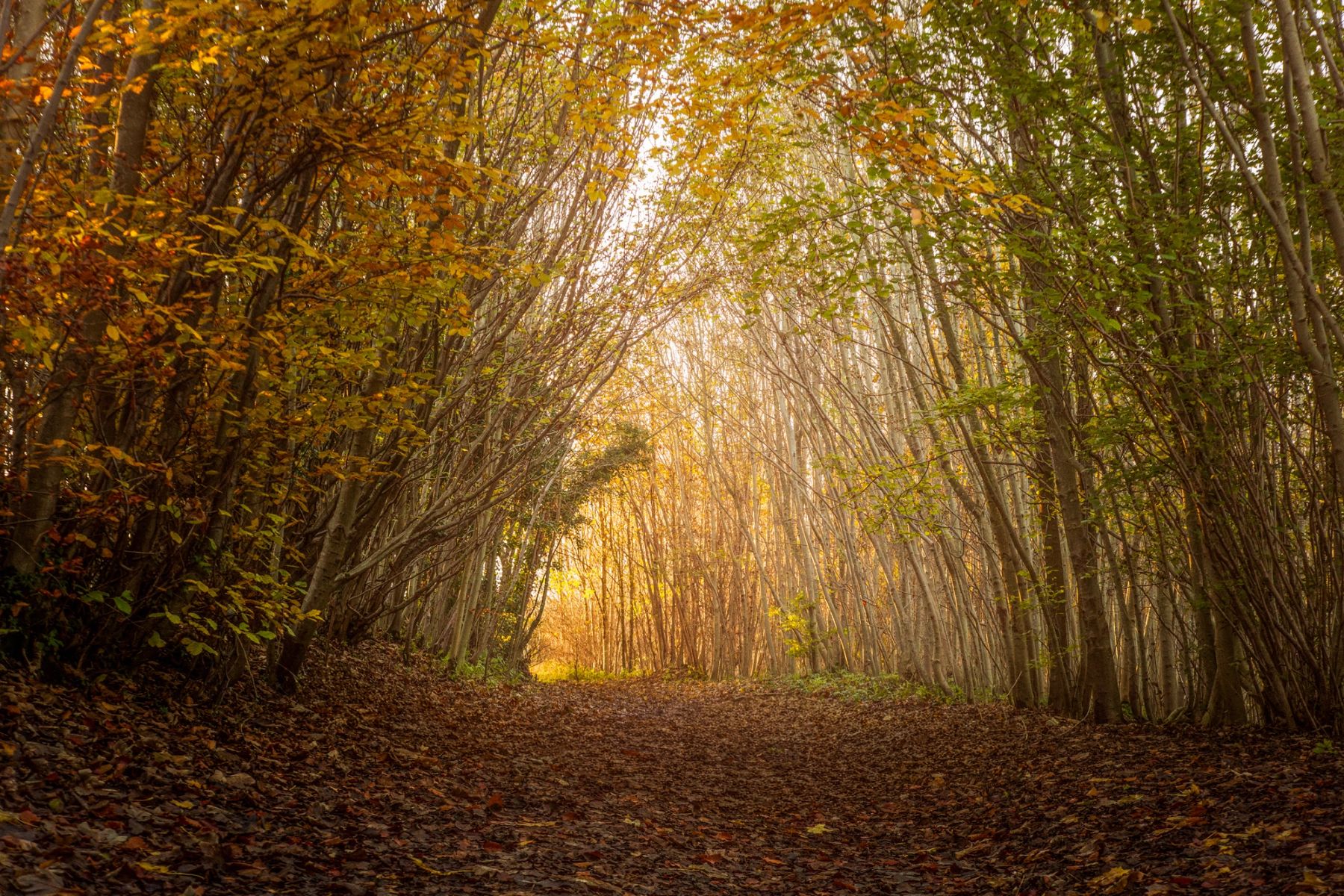 The Golden Tunnel, Stanmer Park, Brighton