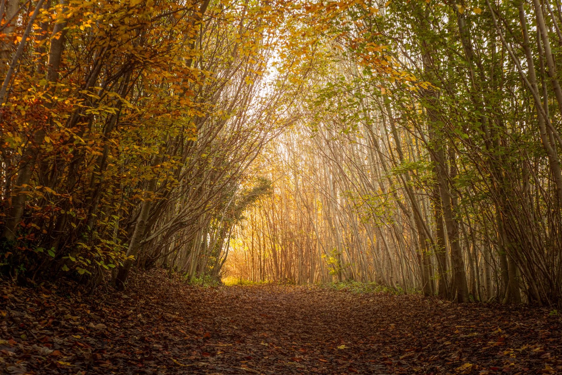 The Golden Tunnel, Stanmer Park, Brighton