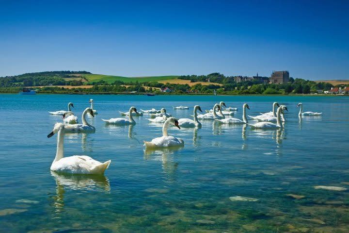 Swans below Lancing College