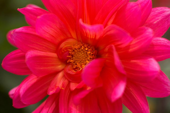 Pink Dahlia
