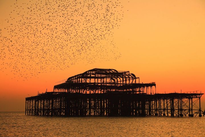 Starlings at Golden Hour