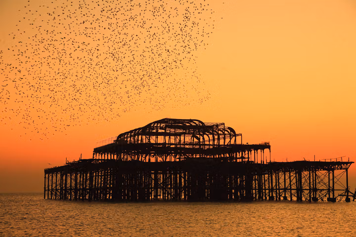 Starlings at Golden Hour