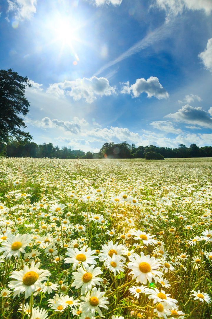 Sunburst over the Daisies