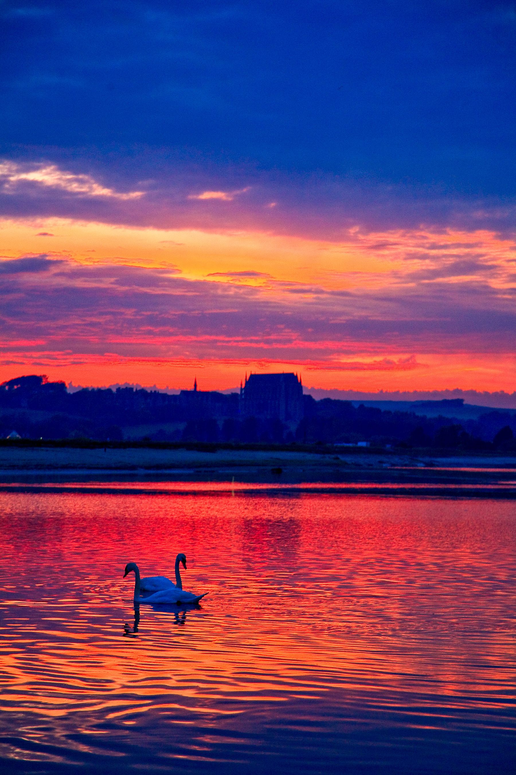 Swan at Sundown, River Adur