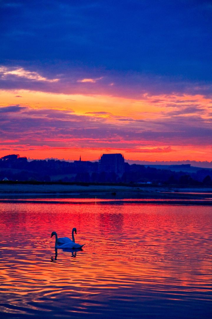 Swan at Sundown