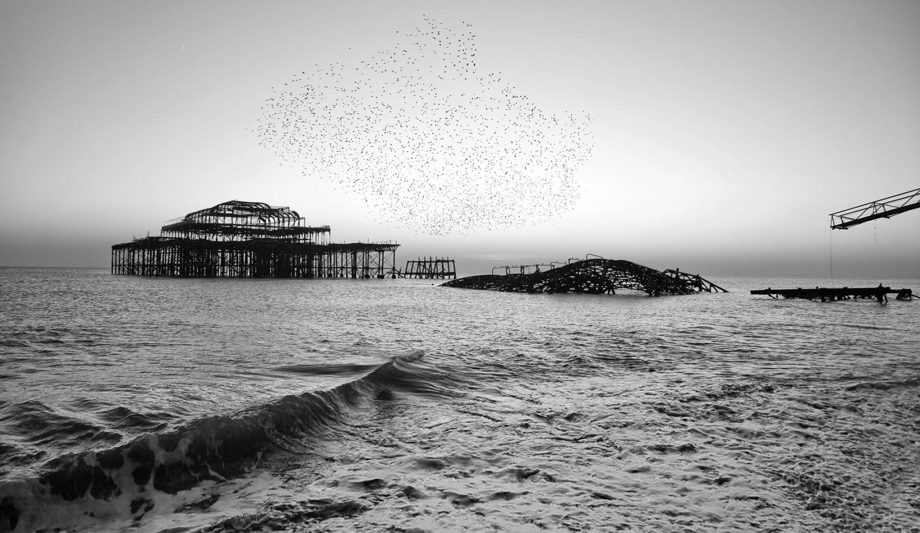 Starlings and Surf, Brighton