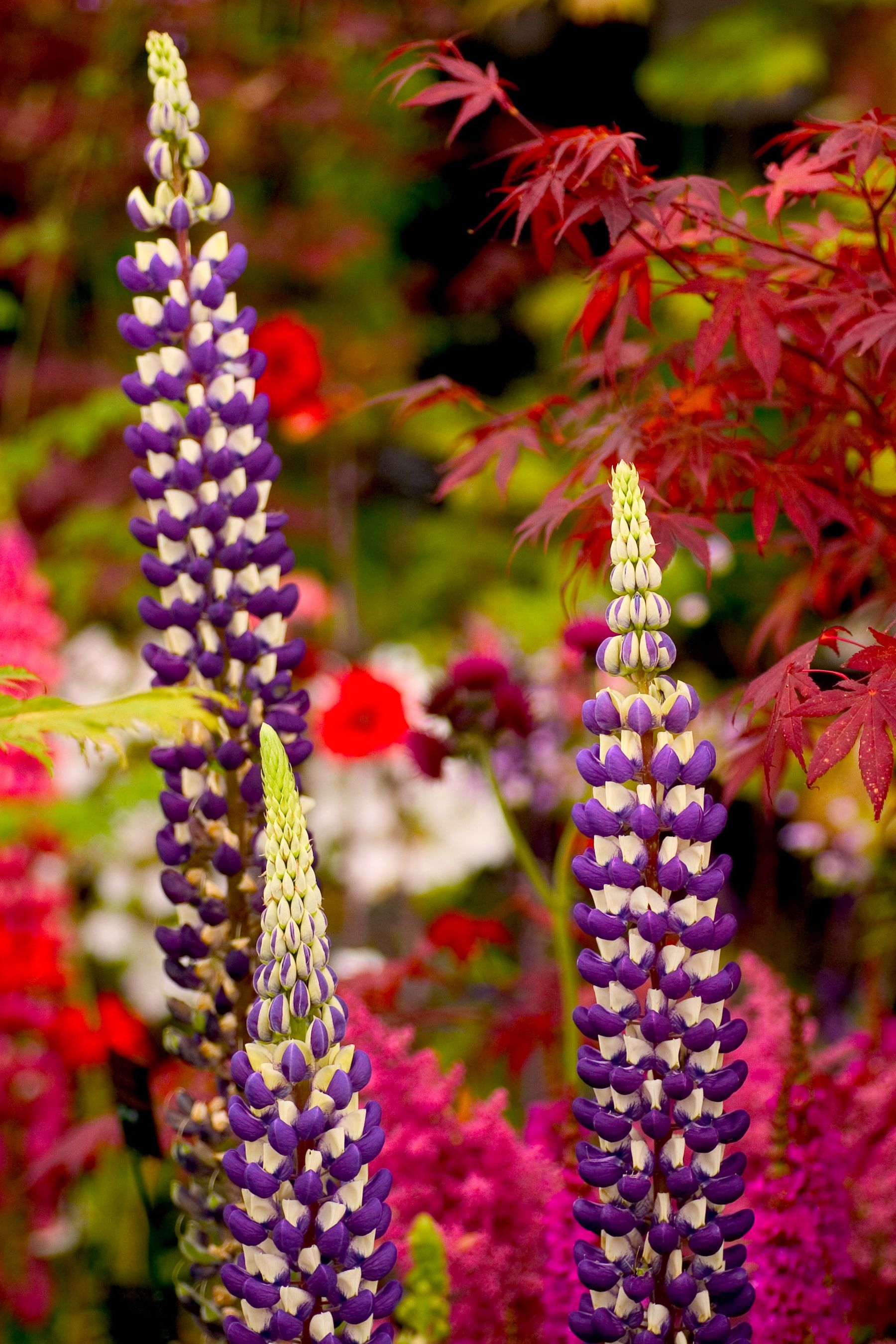Lupins and Acer,