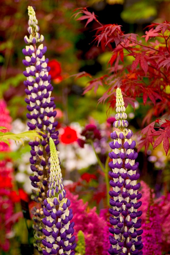 Lupins and Acer