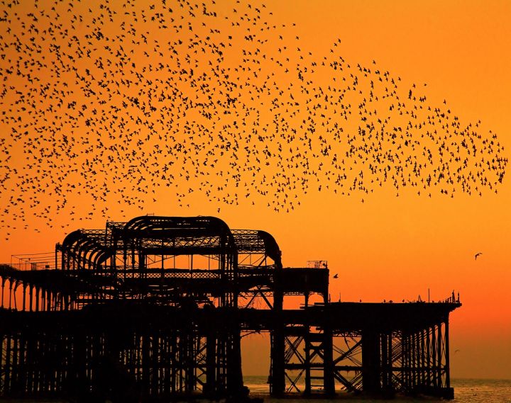 Murmuration over the Ruins