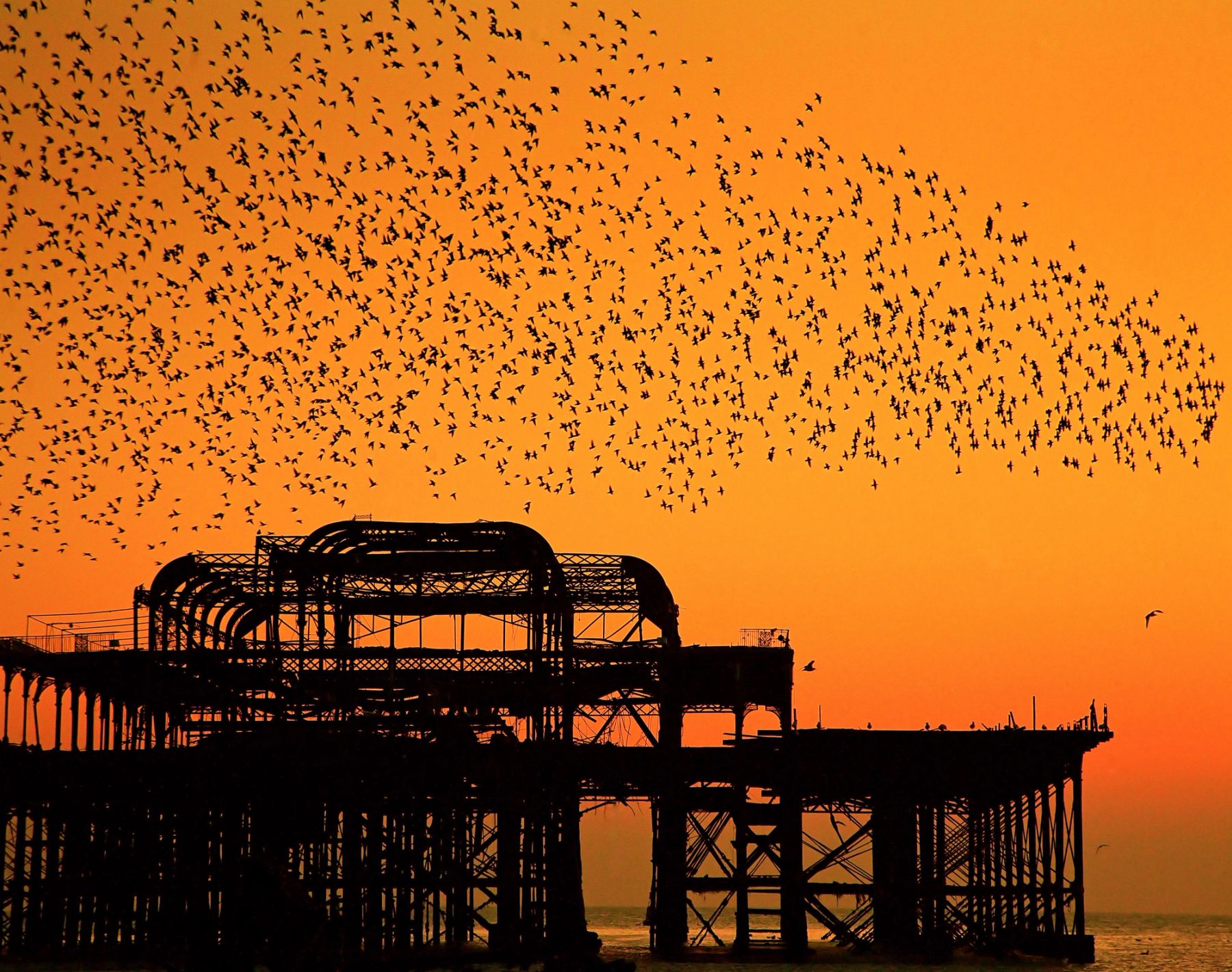 Murmuration over the Ruins, Brighton